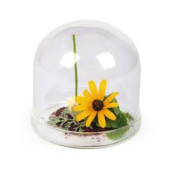 2 x Large Domed Glass Cloche, 11cm dia