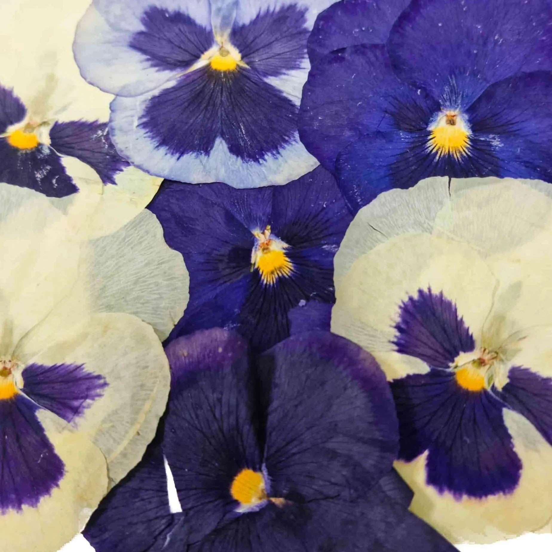 Edible Dried & Pressed Giant Pansies, 8 pieces