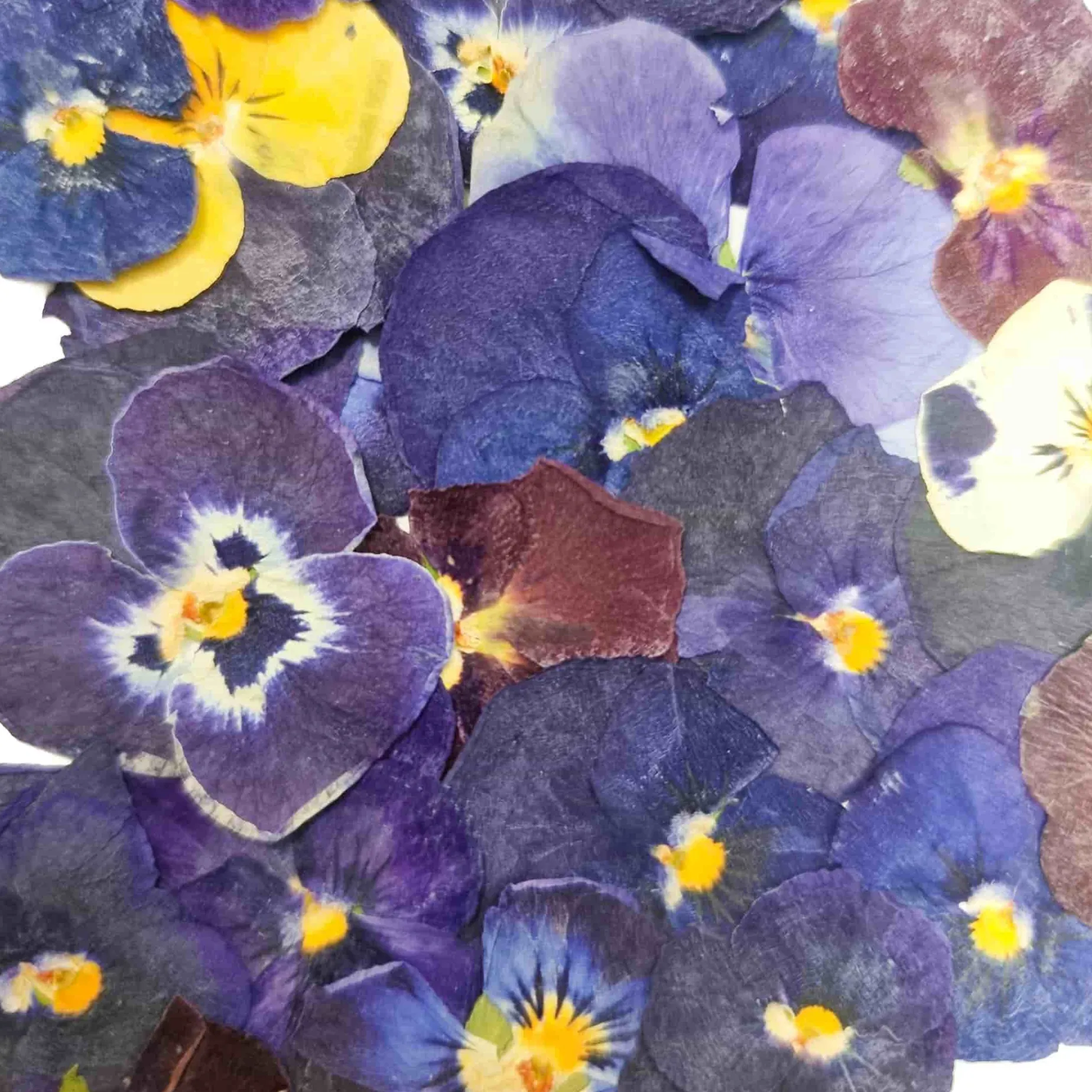 Edible Dried & Pressed Violas, 25 pieces
