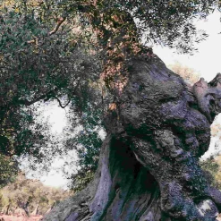 Galantino Gran Cru Coratina Extra Virgin Olive Oil, 500ml