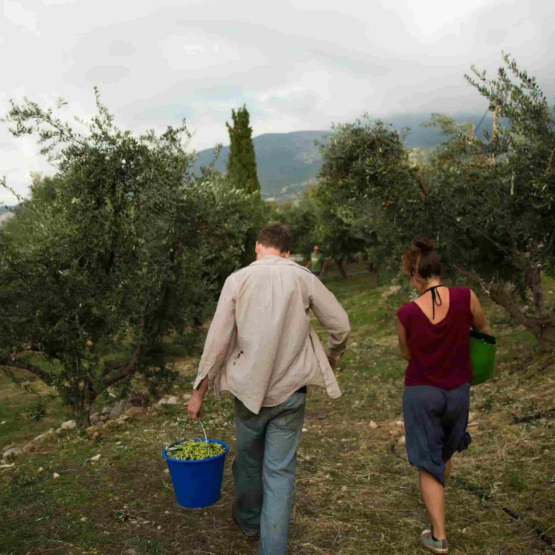 Honest Toil Extra Virgin Greek Olive Oil, 500ml