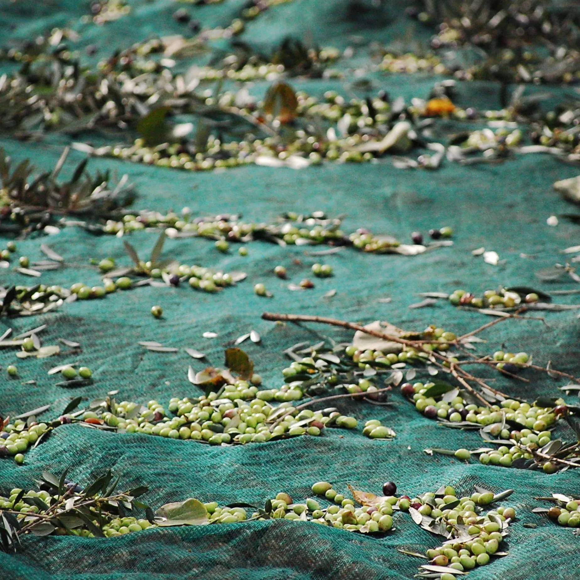 Honest Toil Extra Virgin Greek Olive Oil, 500ml