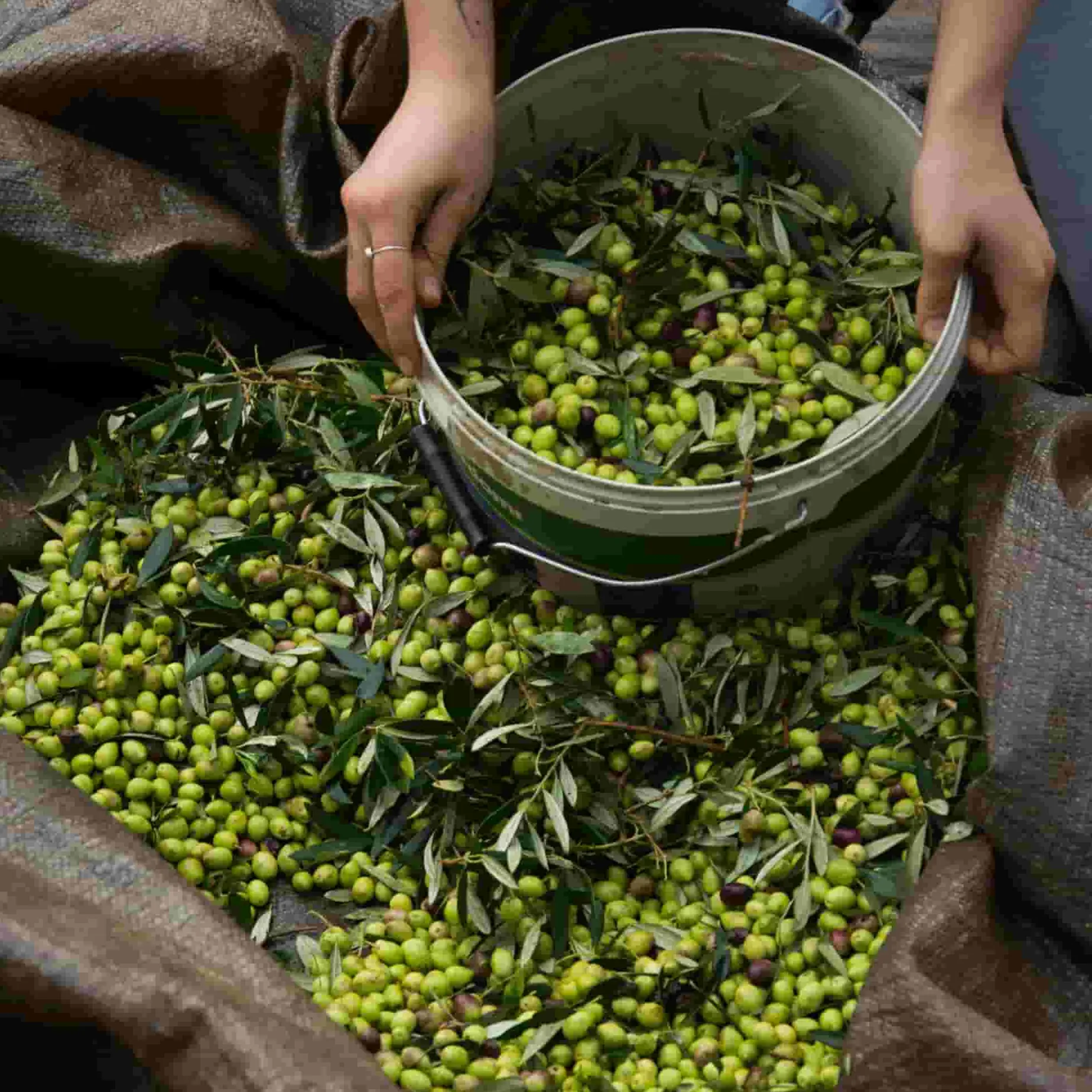 Honest Toil Extra Virgin Greek Olive Oil, 500ml