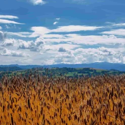 Mulino Marino Organic 00 Flour, 1kg