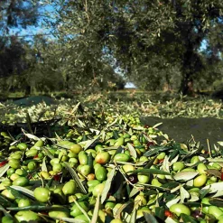 Puglian Extra Virgin Olive Oil in Amphora Bottle, 500ml