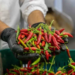 Puglian Olive Oil with Chilli in Terracotta Bottle, 250ml