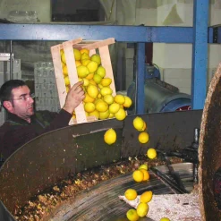 Puglian Olive Oil with Lemon in Terracotta Bottle, 250ml