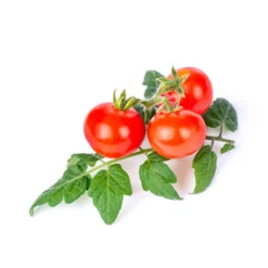 Veritable Baby Vegetable Lingot Insert, Organic Mini Red Tomato