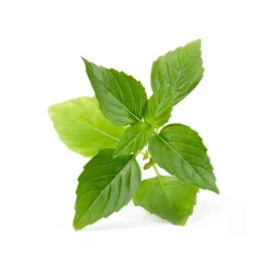 Veritable Herb Lingot Insert, Organic Thai Basil